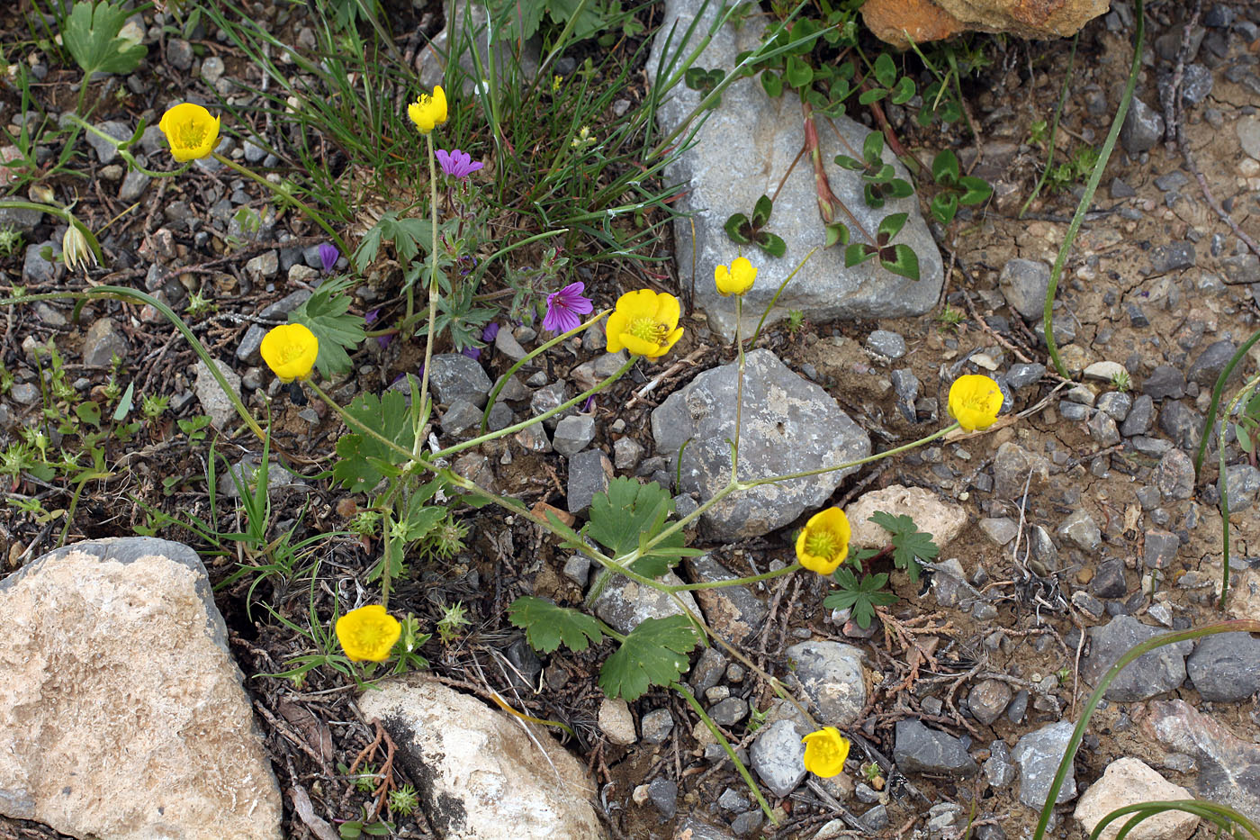 Image of Ranunculus olgae specimen.