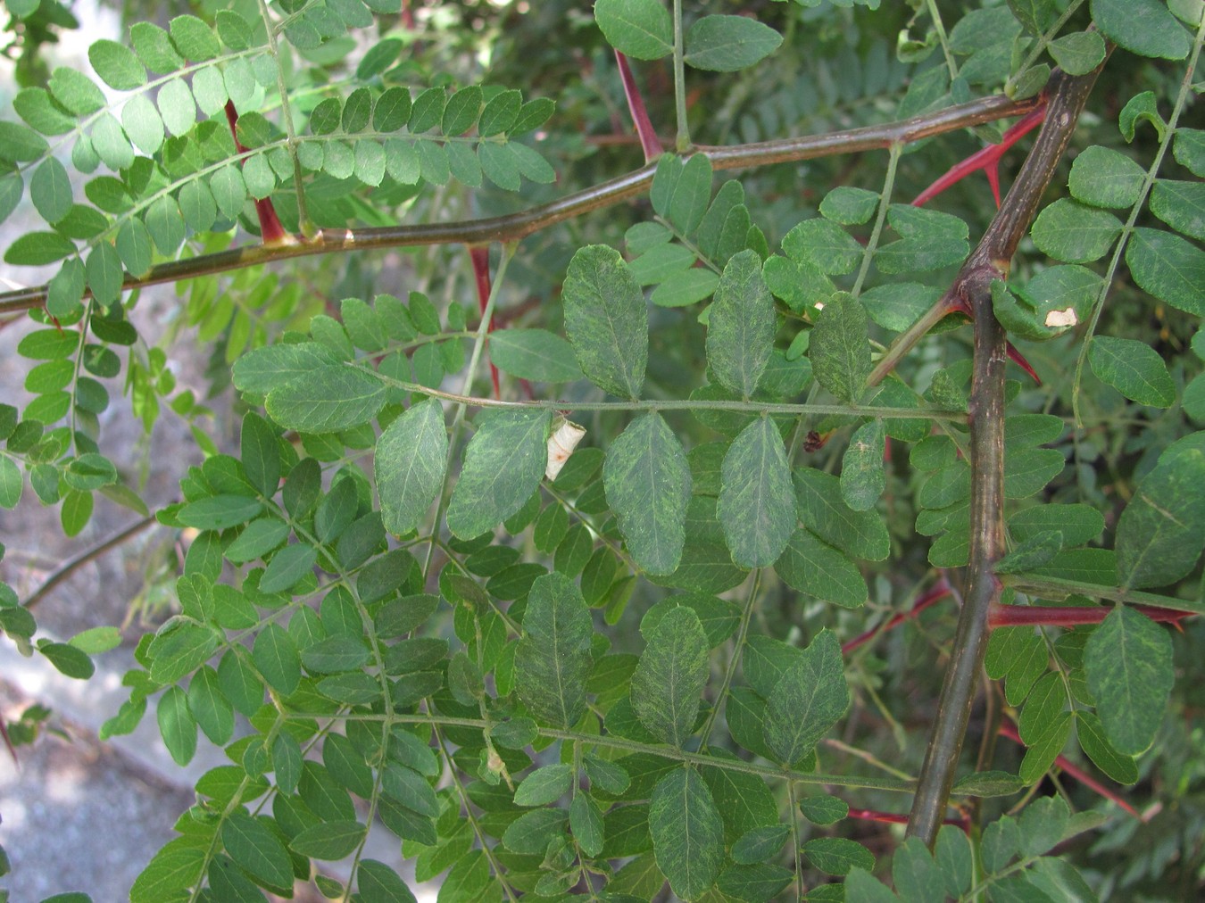 Image of Gleditsia triacanthos specimen.