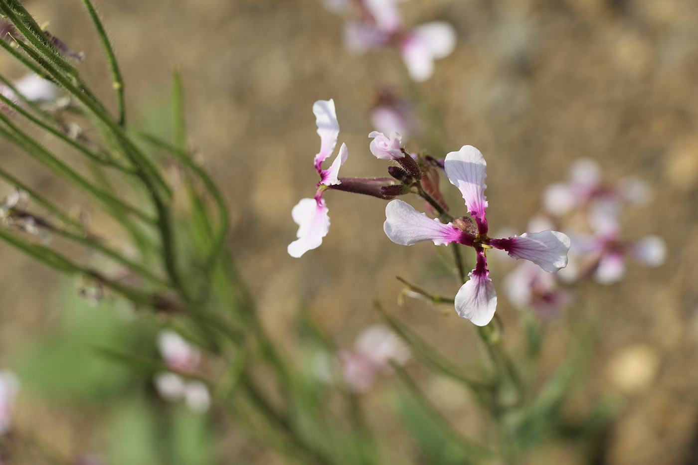 Image of Parrya mollissima specimen.