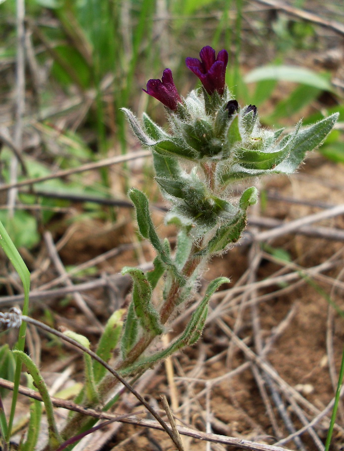 Image of Nonea rossica specimen.