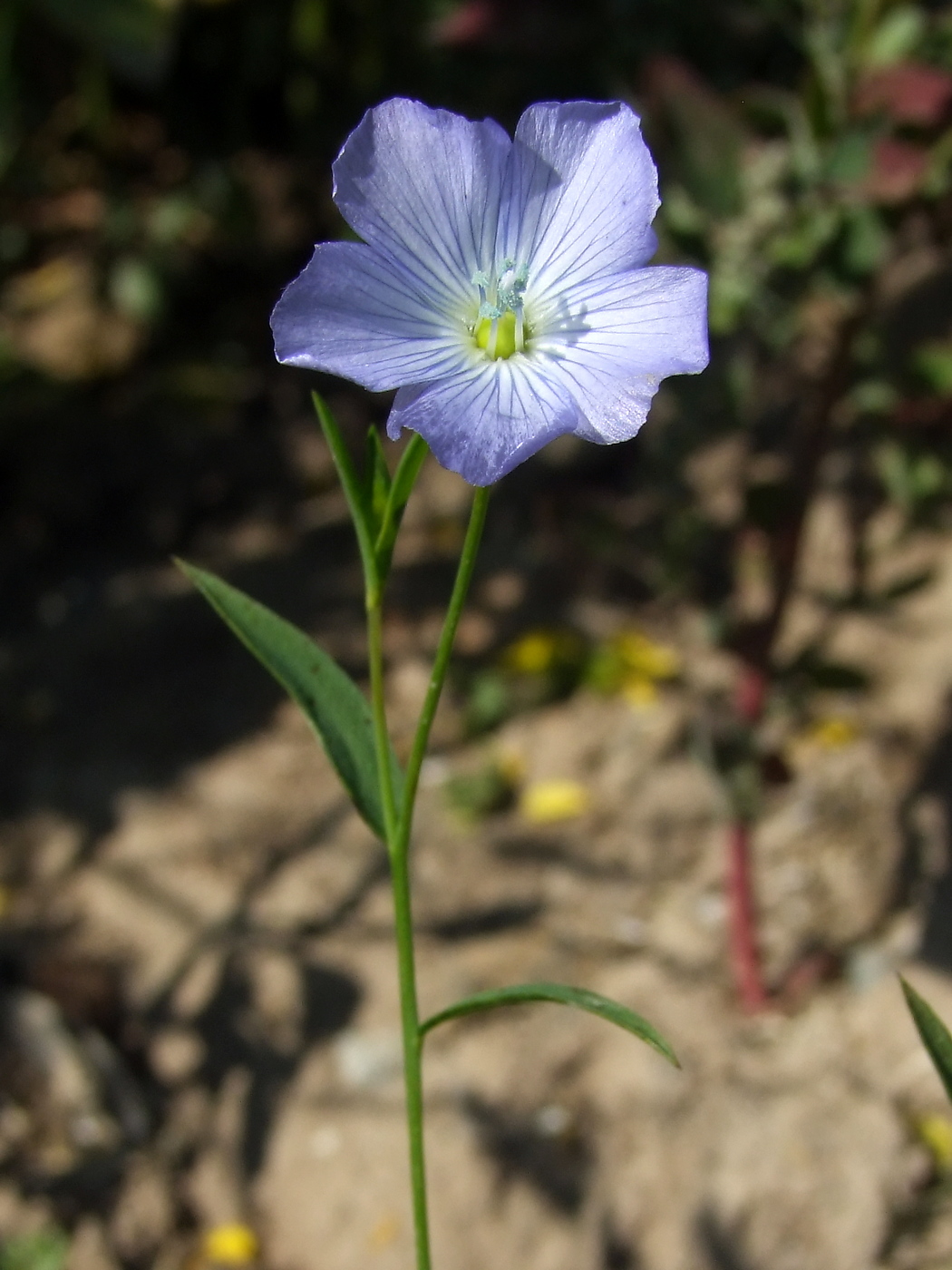 Image of Linum usitatissimum specimen.