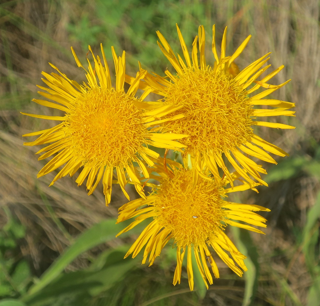 Image of Inula oculus-christi specimen.