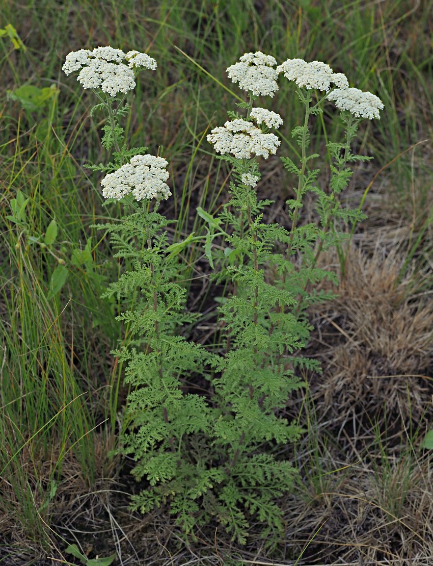 Изображение особи Achillea nobilis.