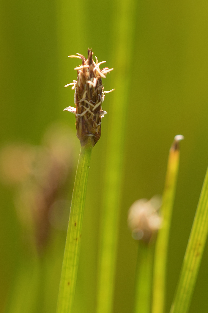 Image of genus Eleocharis specimen.