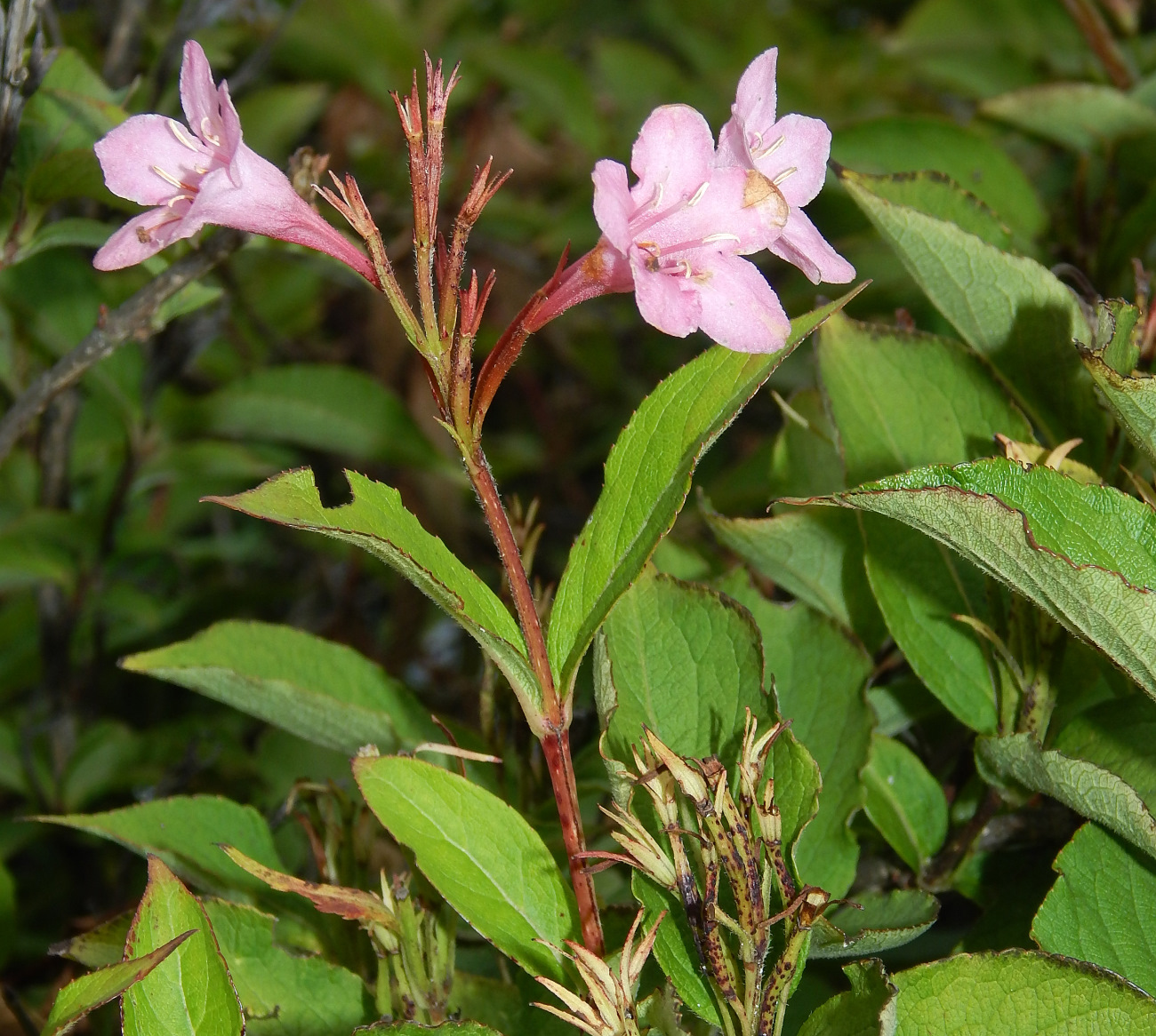 Изображение особи род Weigela.