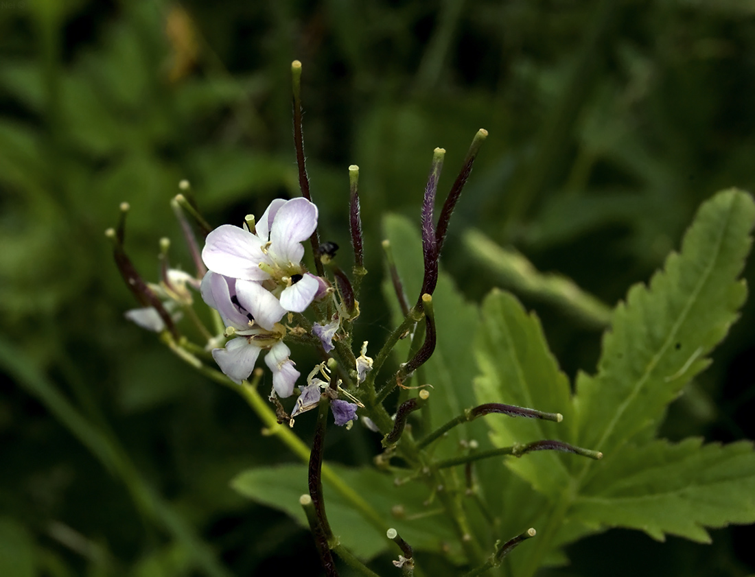 Image of Cardamine macrophylla specimen.