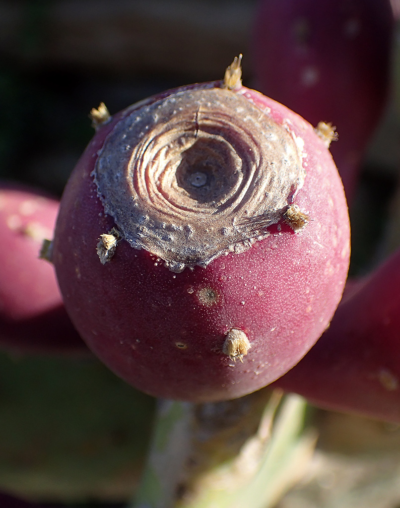 Изображение особи Opuntia stricta.