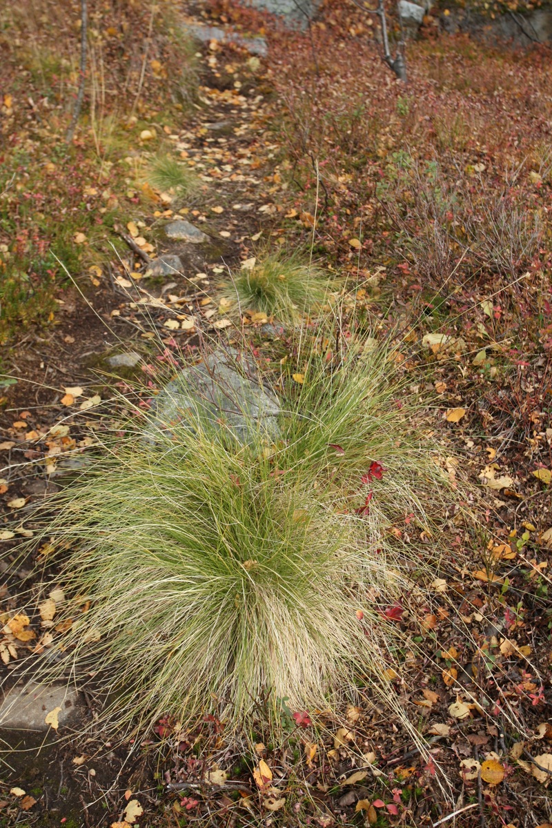 Image of Nardus stricta specimen.