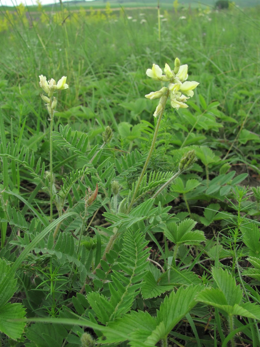 Изображение особи Oxytropis pilosa.