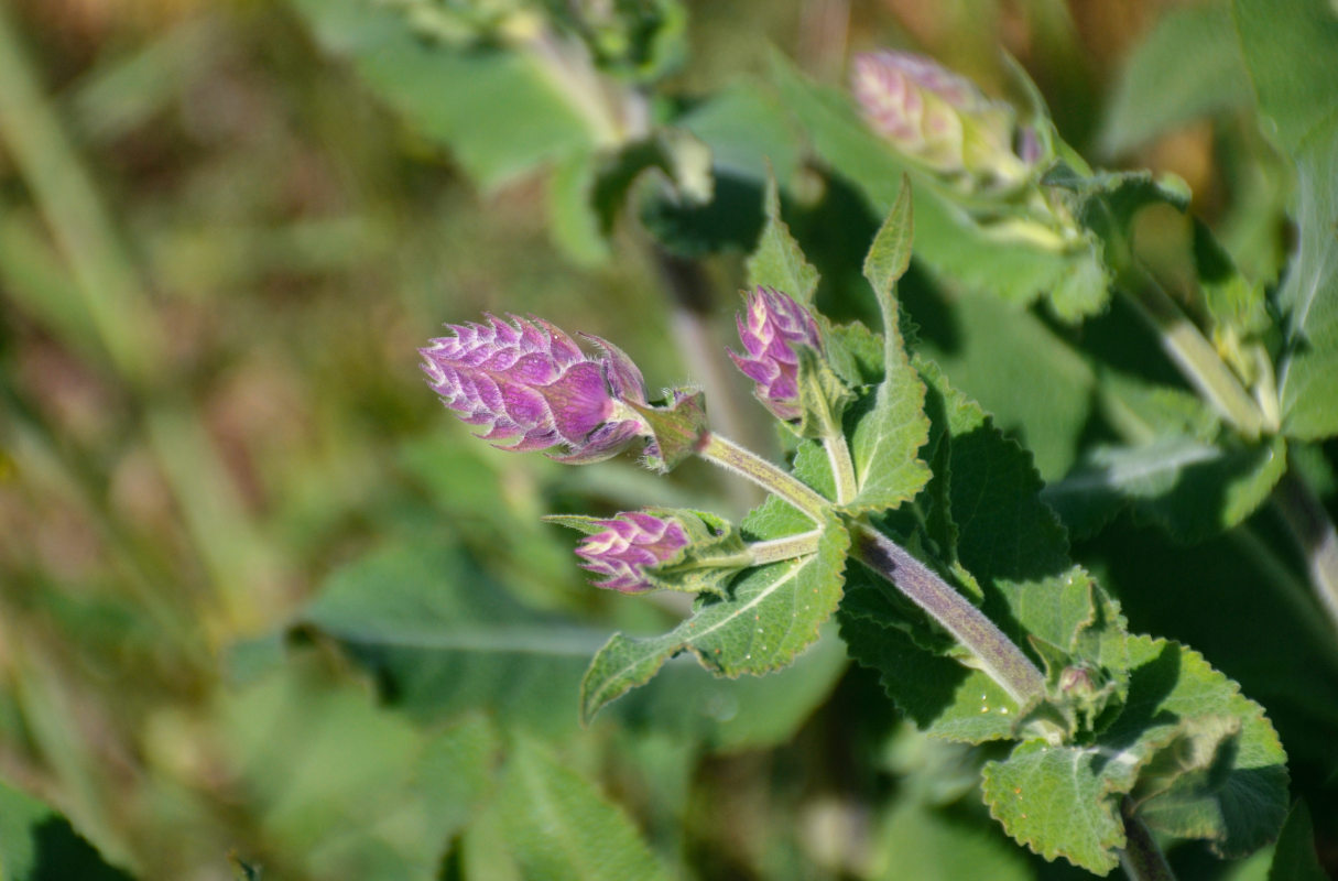 Изображение особи Salvia tesquicola.