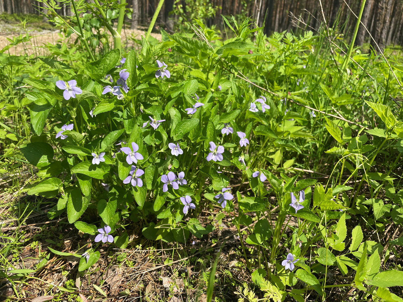 Image of Viola canina specimen.