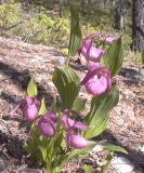 Cypripedium macranthos. Цветущие растения. Якутия, Мирнинский р-н, правый берег р. Малая Ботуобуя в 1 км выше устья. 29.06.2006.