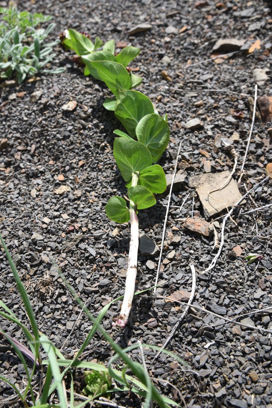 Image of Vincetoxicum funebre specimen.