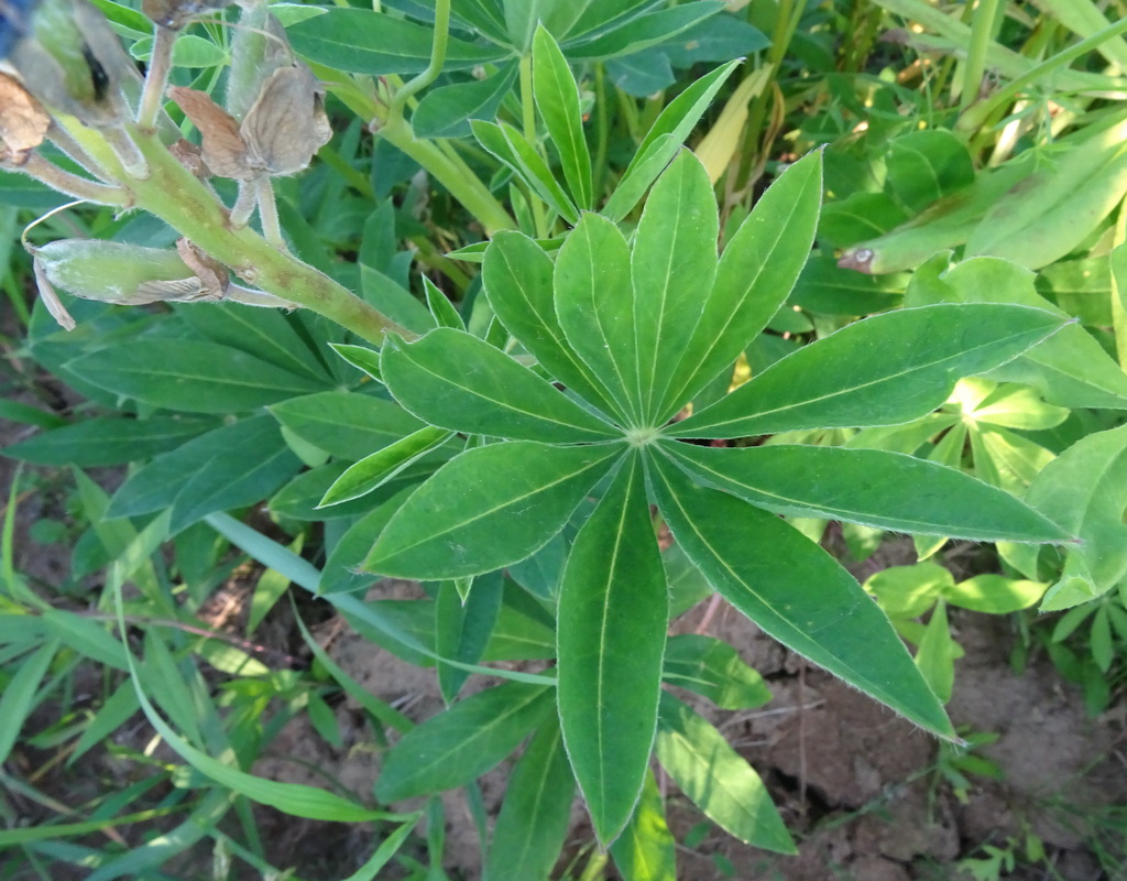 Image of Lupinus polyphyllus specimen.