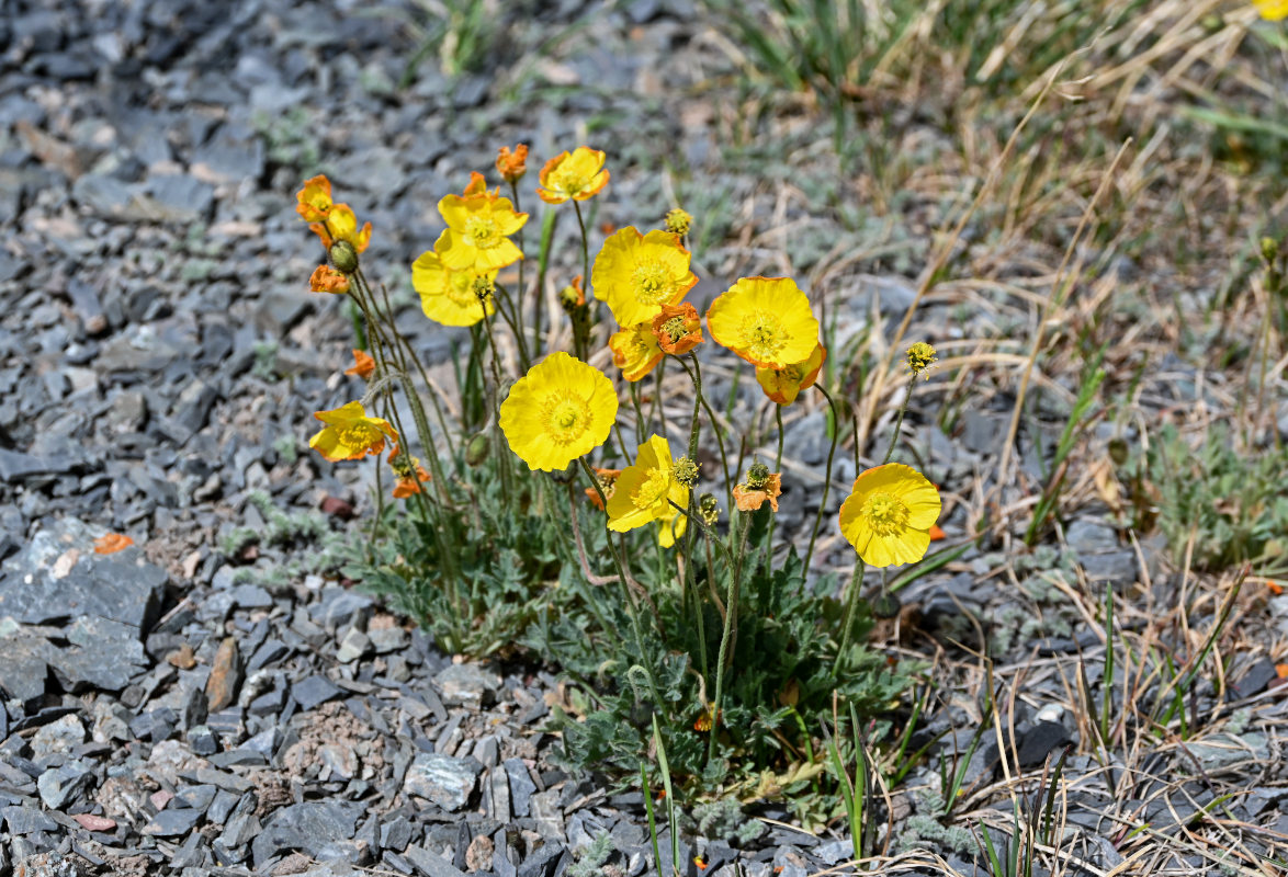 Изображение особи Papaver croceum.