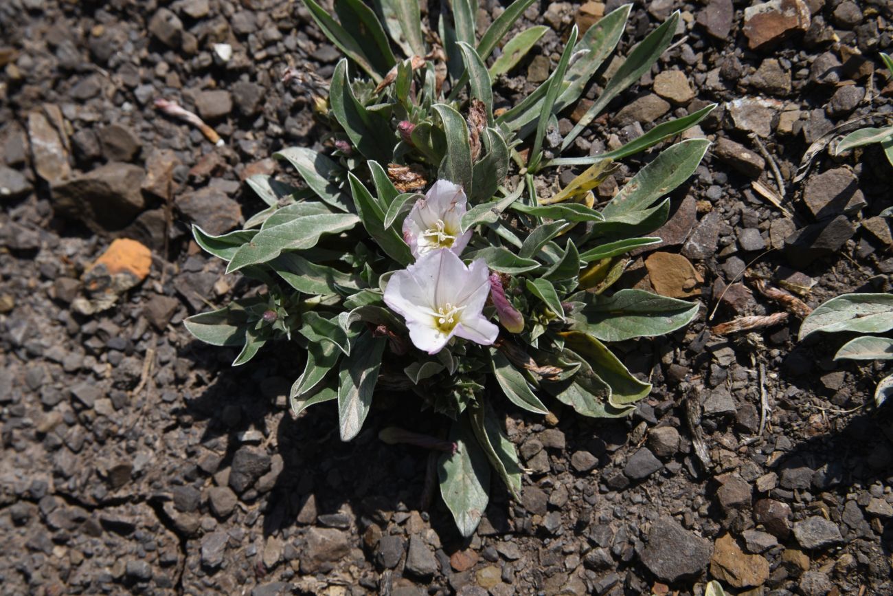 Image of Convolvulus lineatus specimen.