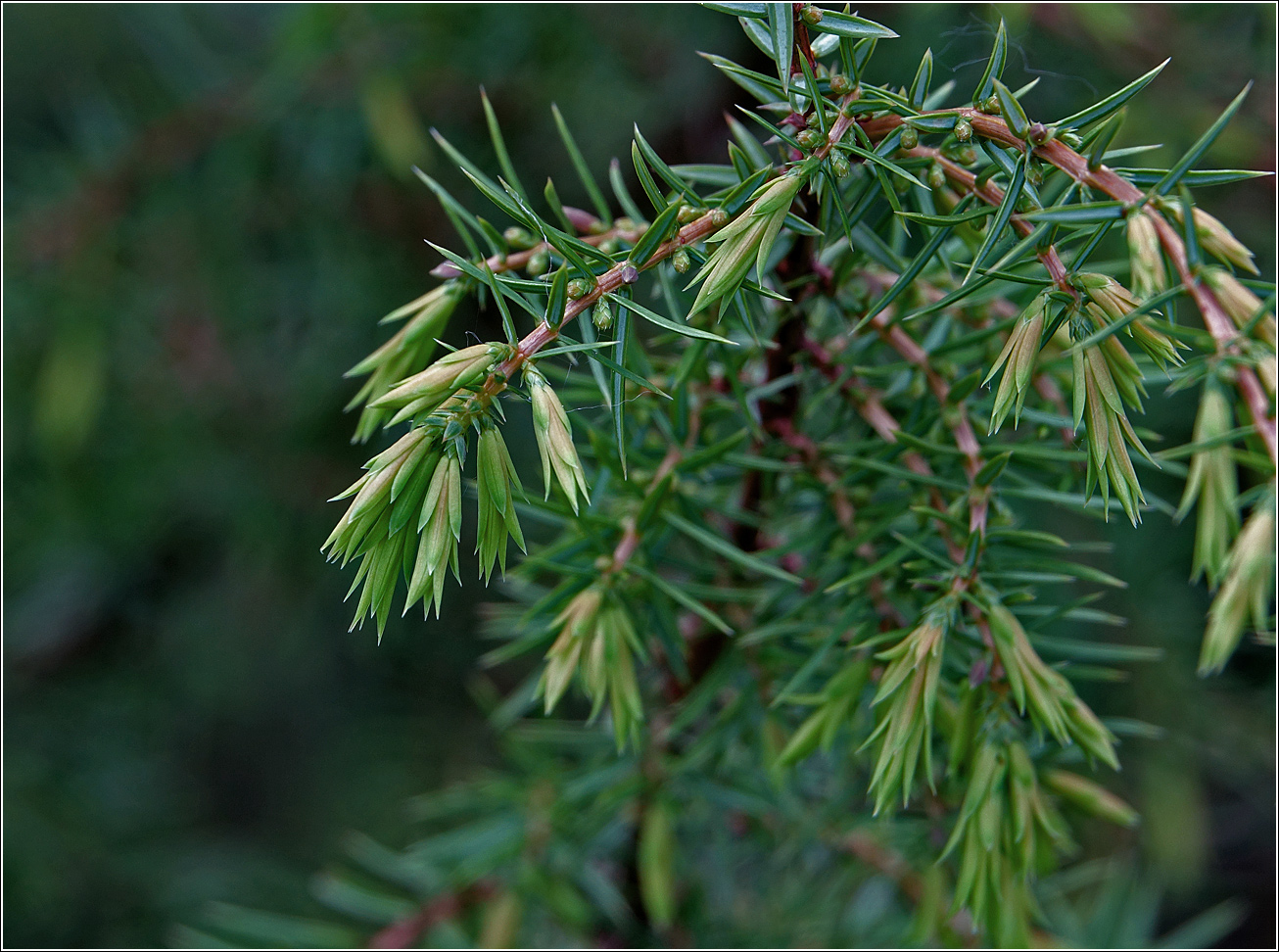 Image of Juniperus communis specimen.