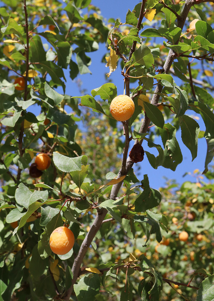 Image of Prunus sogdiana specimen.