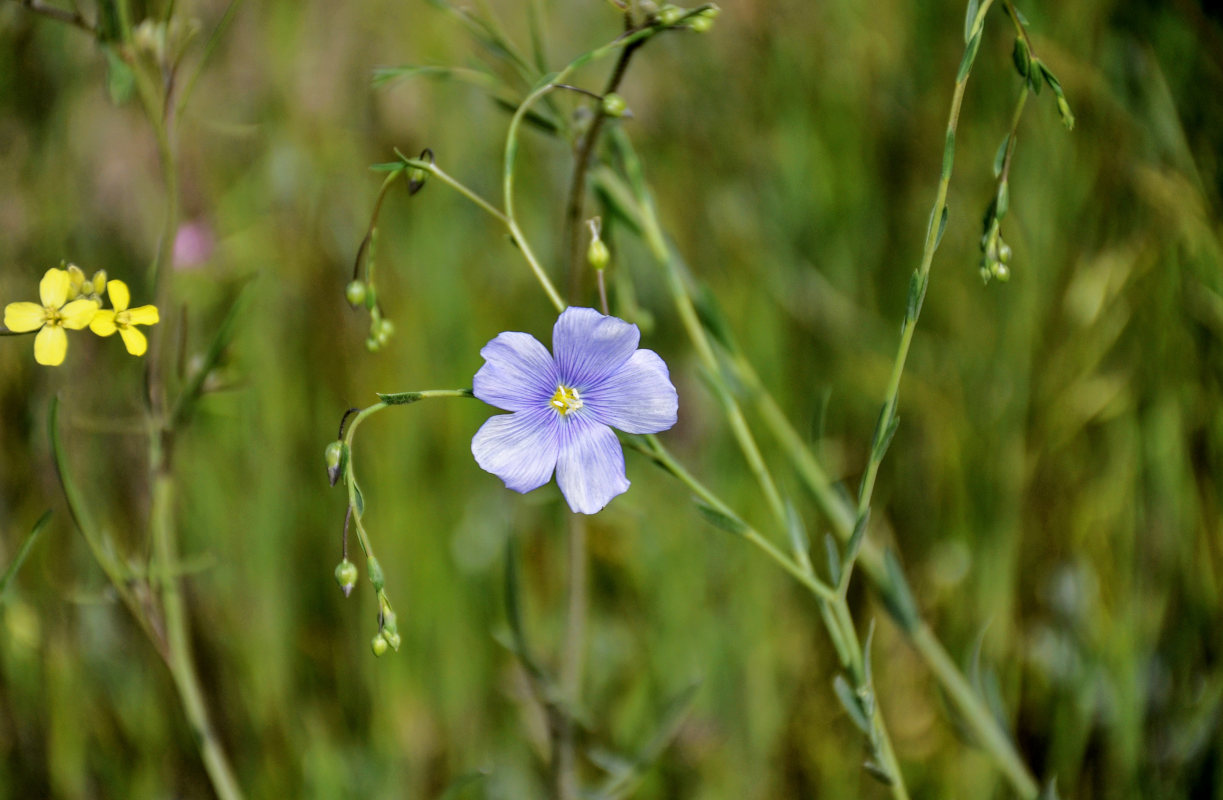 Image of Linum austriacum specimen.