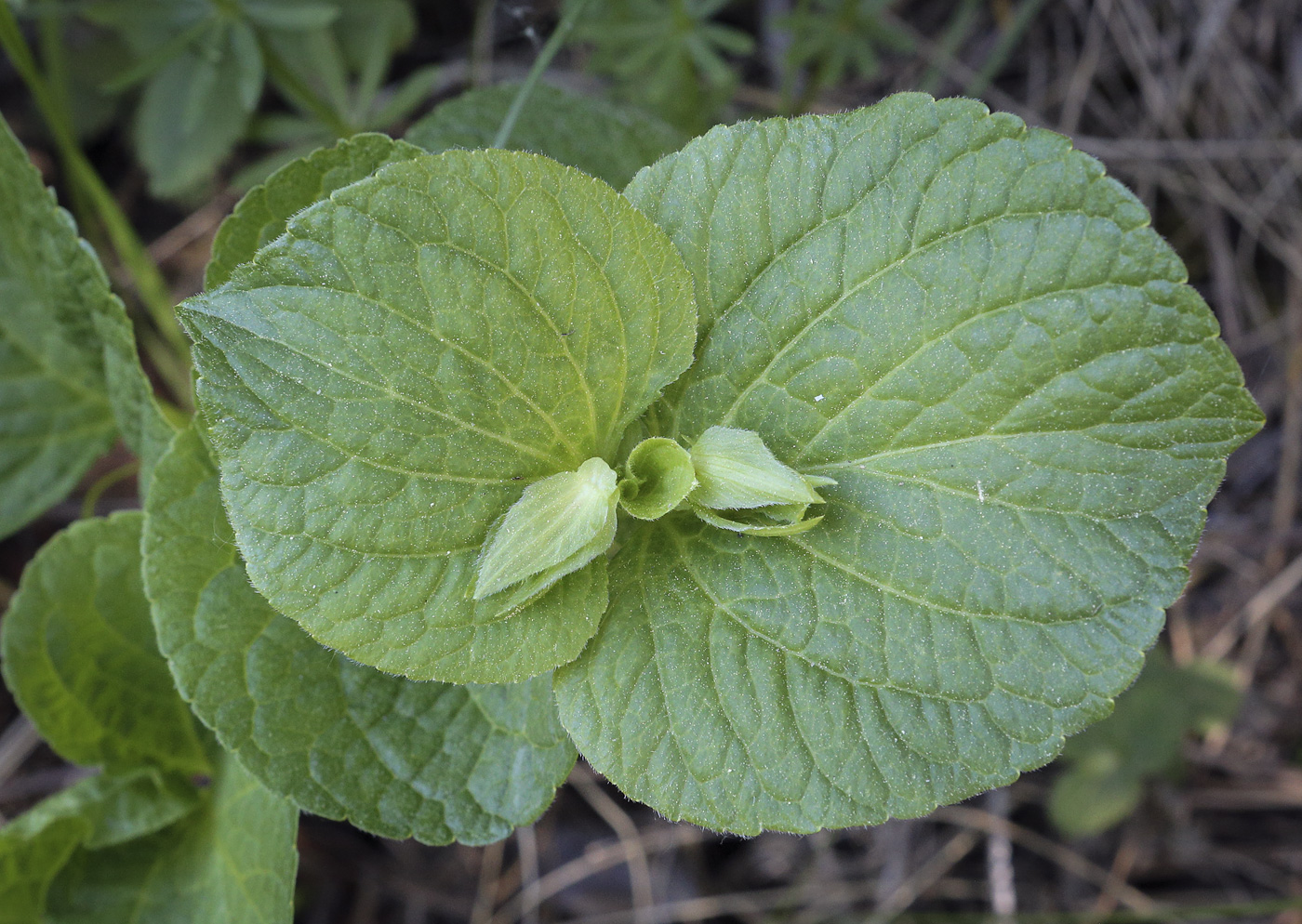 Image of Viola mirabilis specimen.