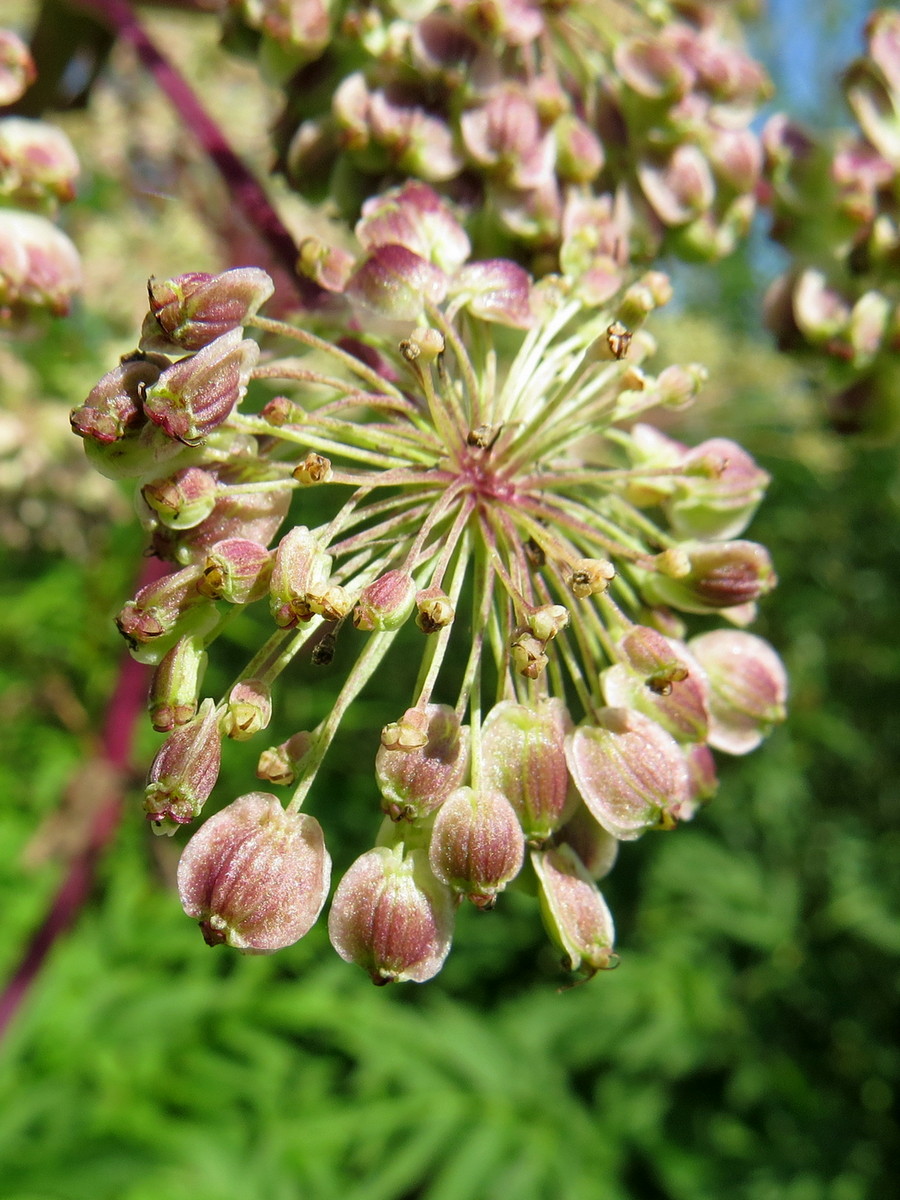 Image of Angelica dahurica specimen.