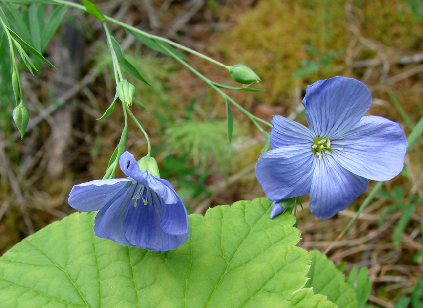 Image of Linum komarovii specimen.