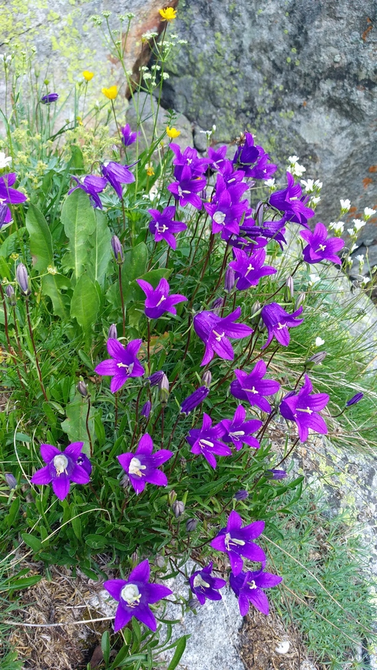 Image of Campanula saxifraga specimen.