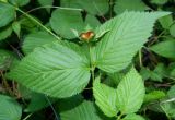 Rhodotypos scandens. Плодоносящий побег. Крым, городской округ Ялта, пгт Гурзуф, санаторий \"Гурзуфский\", парк. Июль 2022 г.