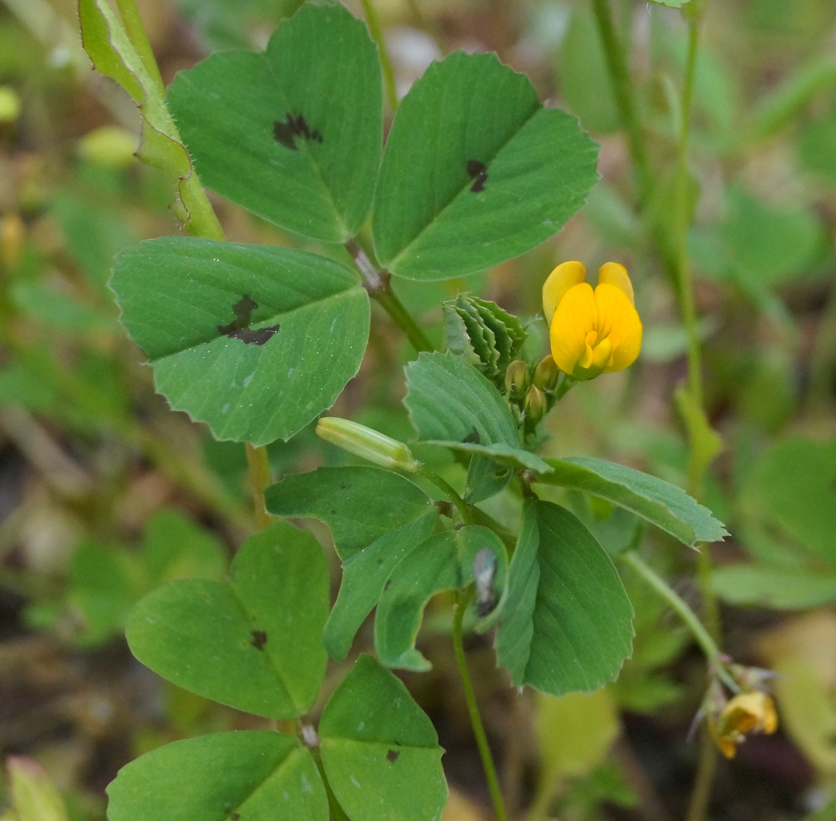 Image of Medicago arabica specimen.