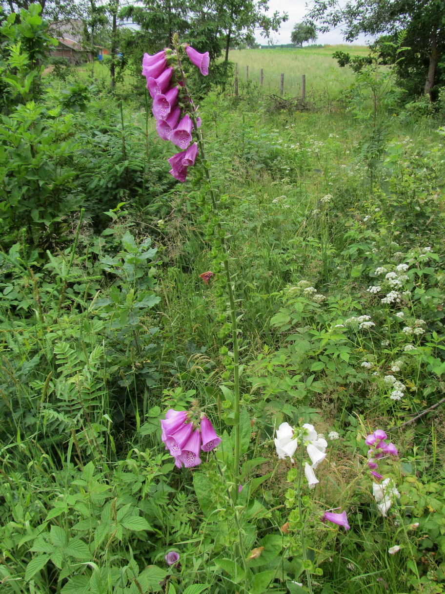 Image of Digitalis purpurea specimen.