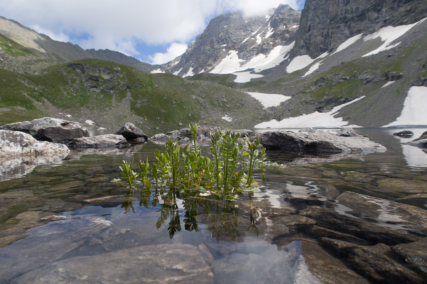 Image of Cardamine uliginosa specimen.