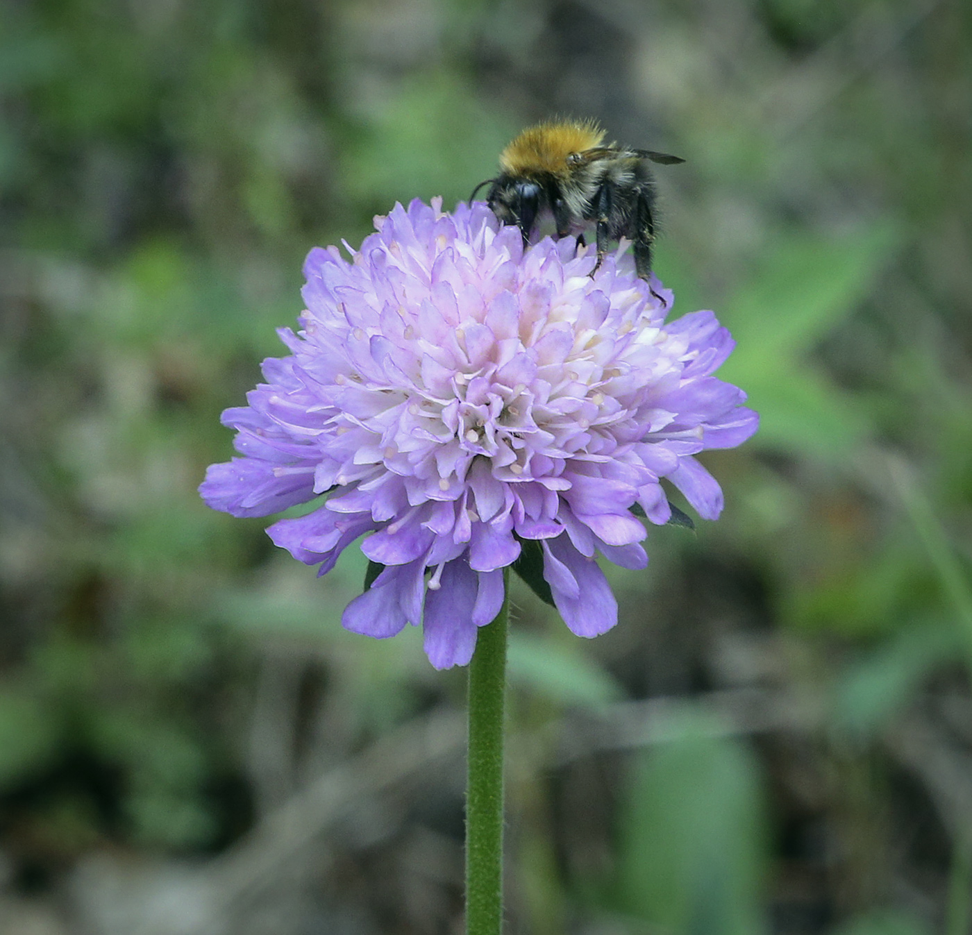 Image of Knautia arvensis specimen.