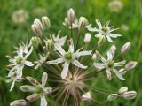 Allium decipiens