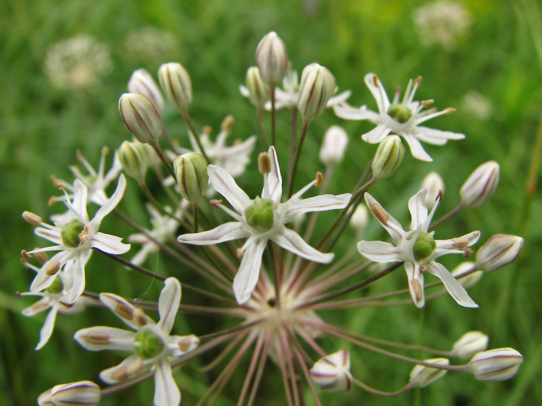 Image of Allium decipiens specimen.