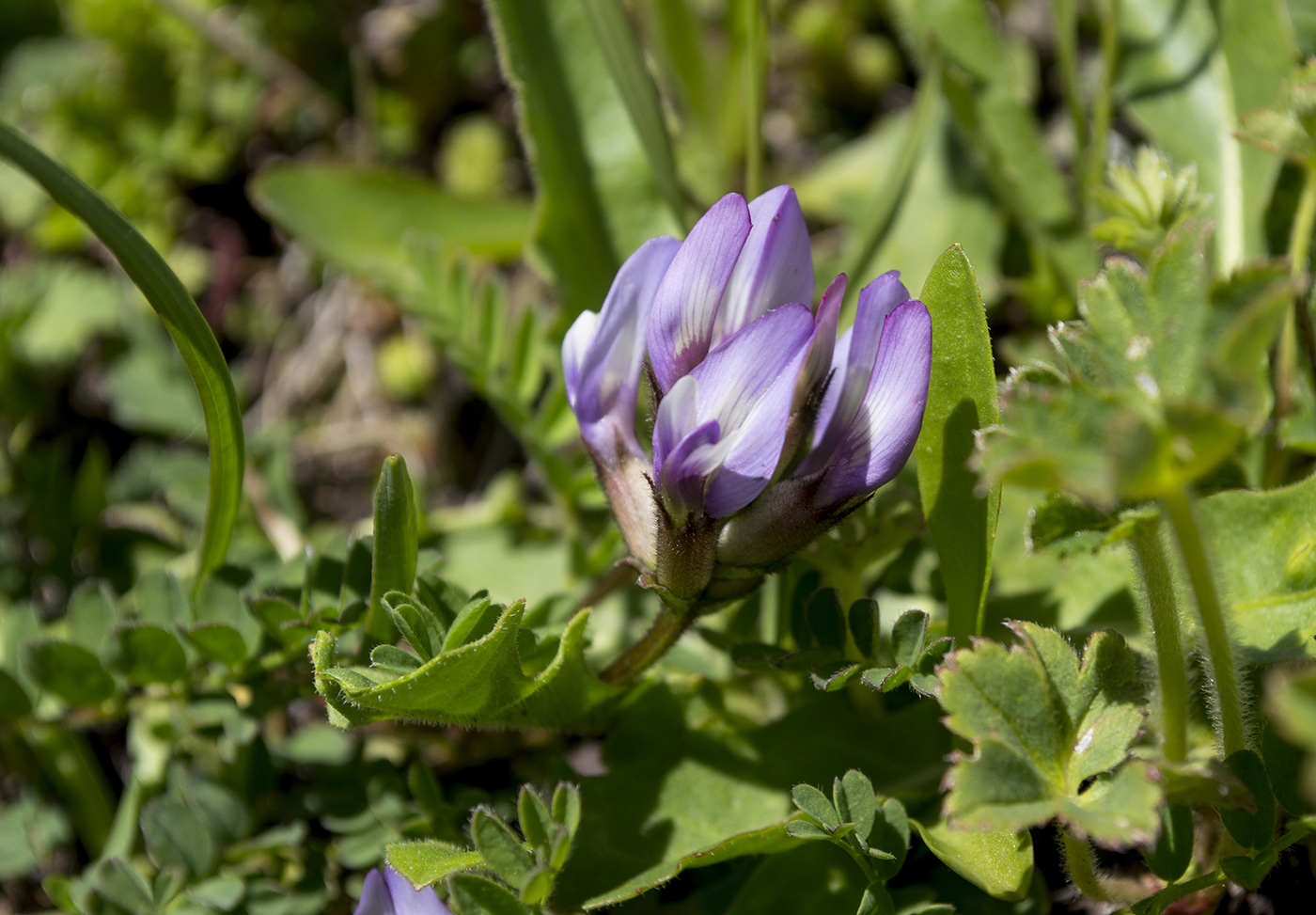 Image of Astragalus oreades specimen.