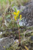 Naumburgia thyrsiflora. Цветущее растение. Мурманская обл., Кандалакшский р-н, Княжегубское вдхр., оз. Нотозеро, небольшой остров, сырой каменистый берег. 05.07.2023.