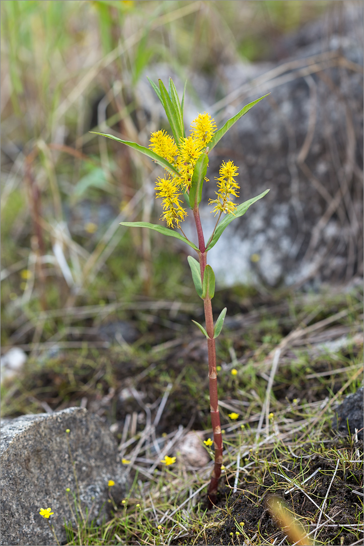 Image of Naumburgia thyrsiflora specimen.