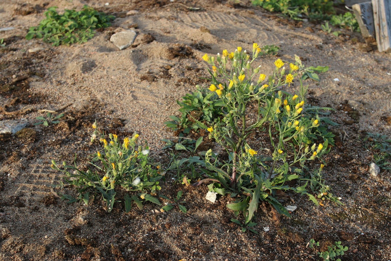 Изображение особи Crepis tectorum.