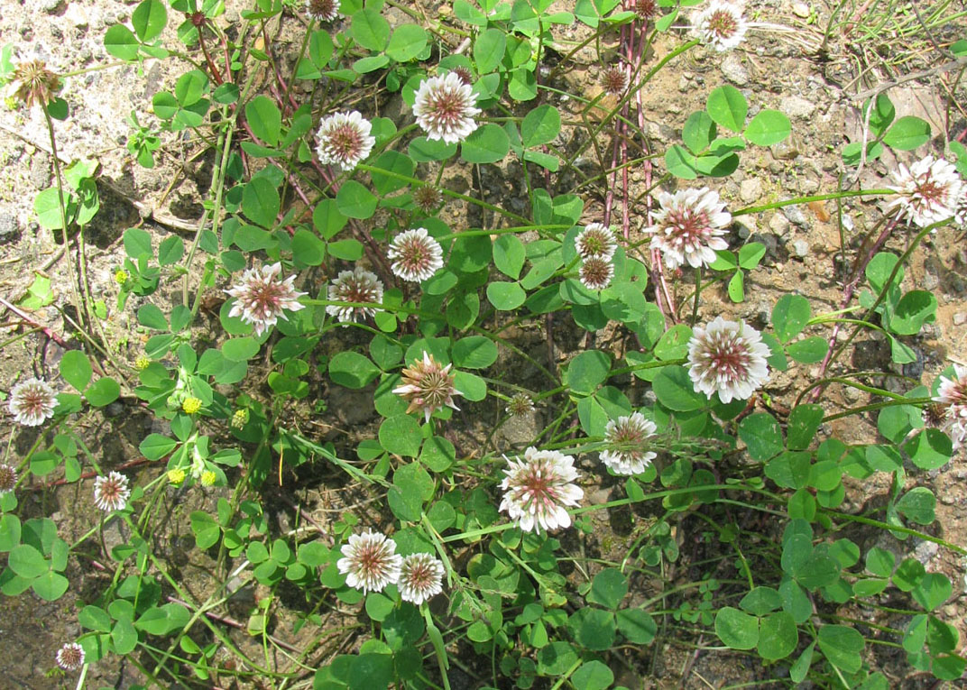 Image of Trifolium repens specimen.