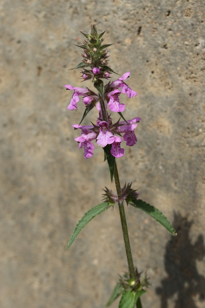 Image of Stachys palustris specimen.