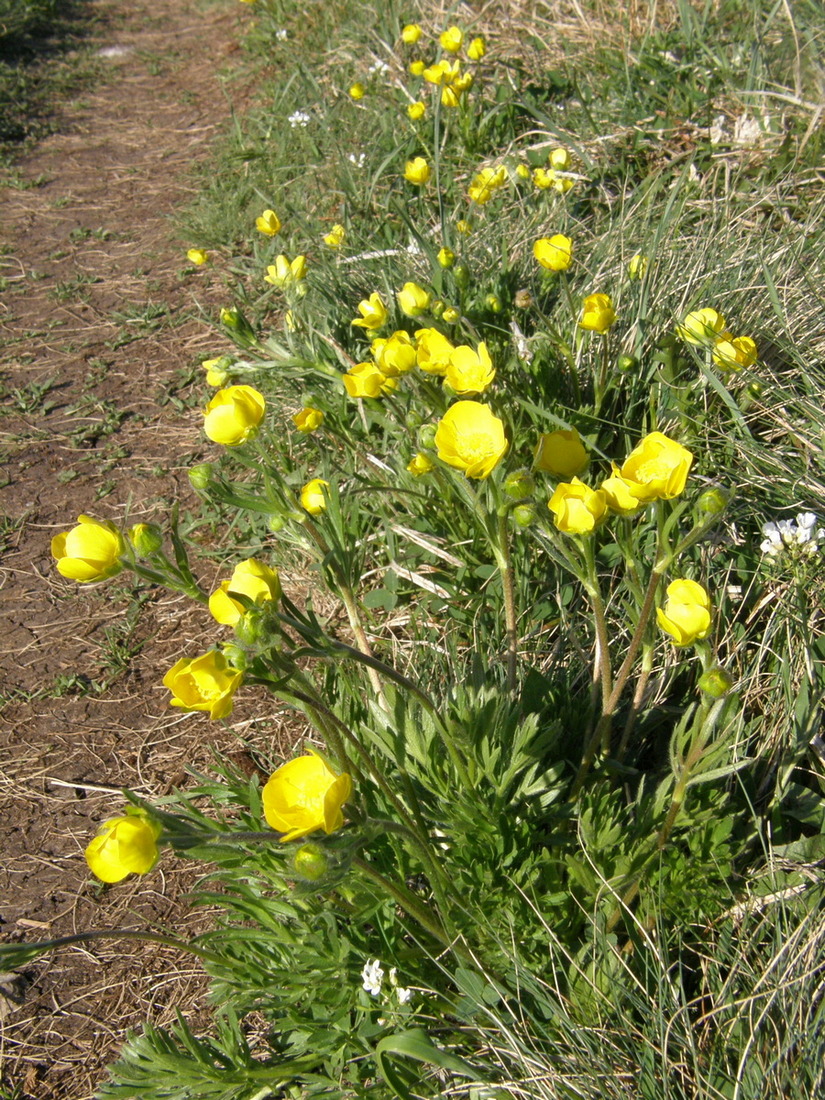 Изображение особи Ranunculus dissectus.