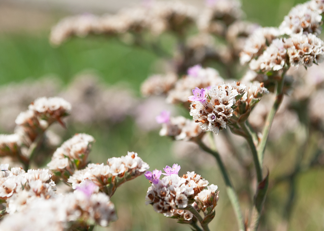 Image of Goniolimon speciosum specimen.