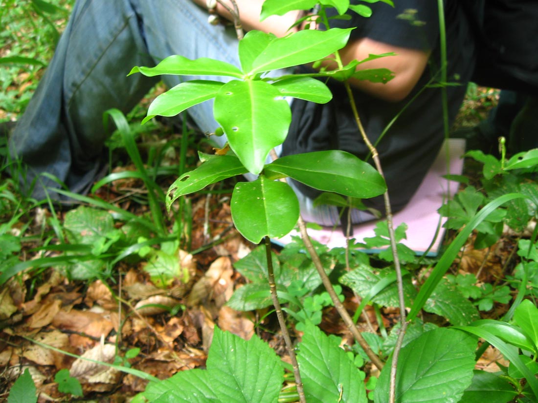 Image of Daphne albowiana specimen.