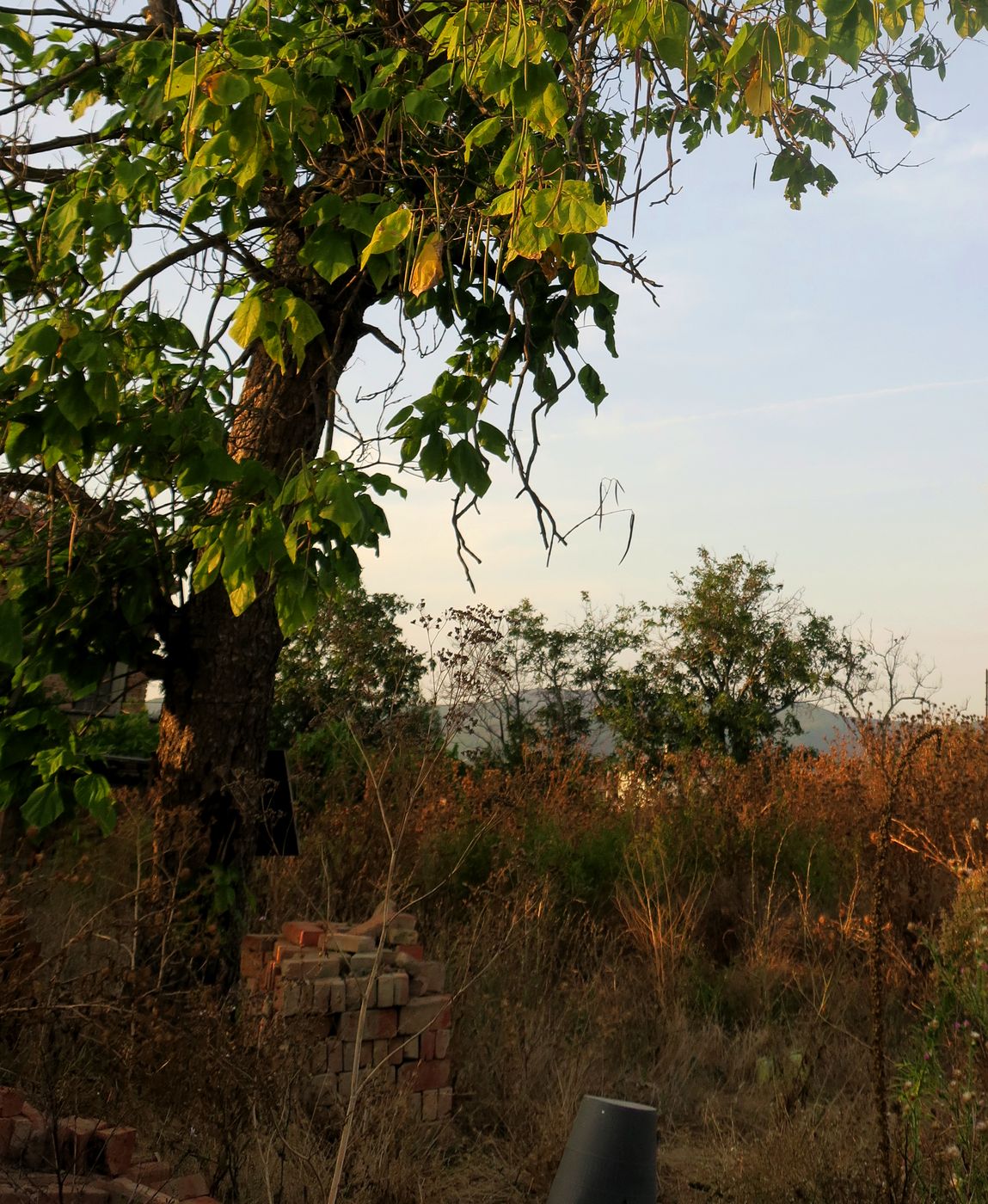 Image of Catalpa bignonioides specimen.