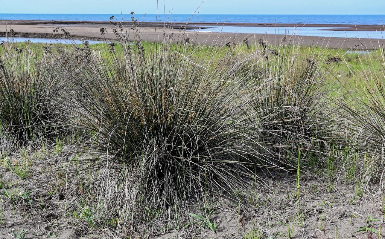 Image of Juncus acutus specimen.