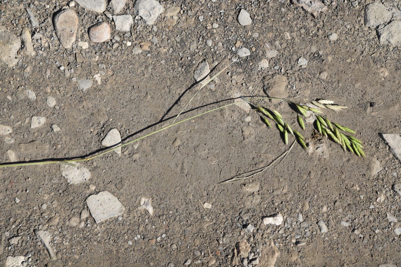 Image of genus Bromus specimen.