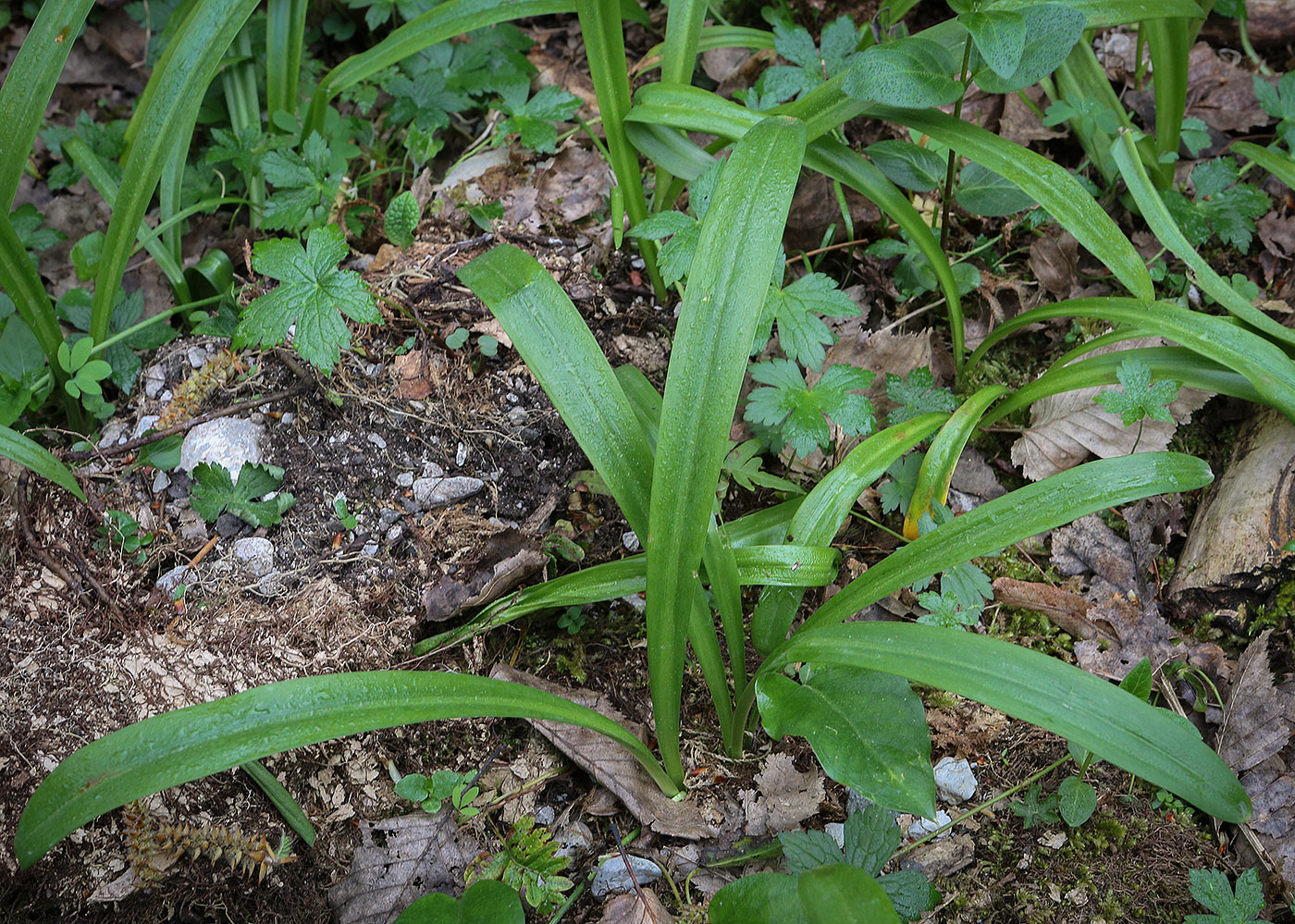 Image of Galanthus woronowii specimen.