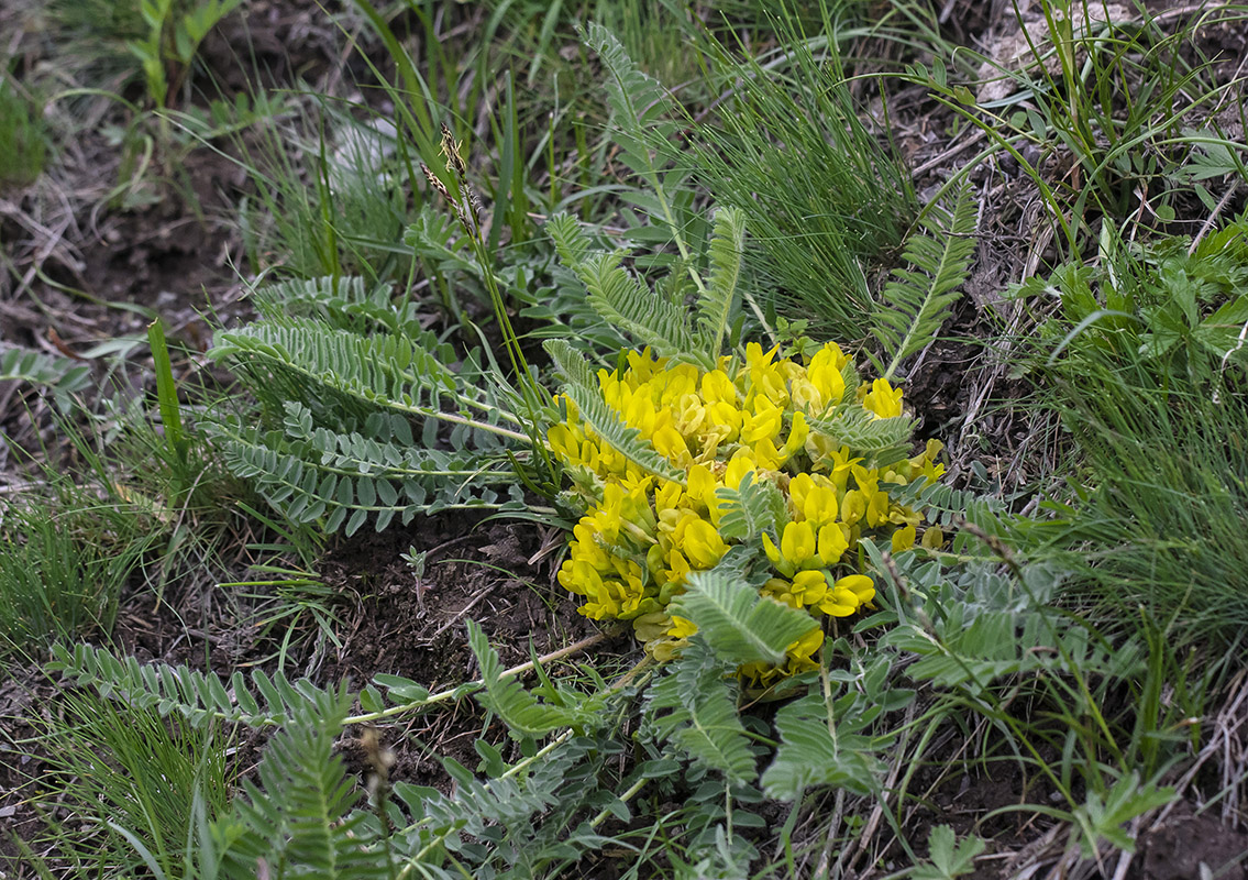 Image of genus Astragalus specimen.