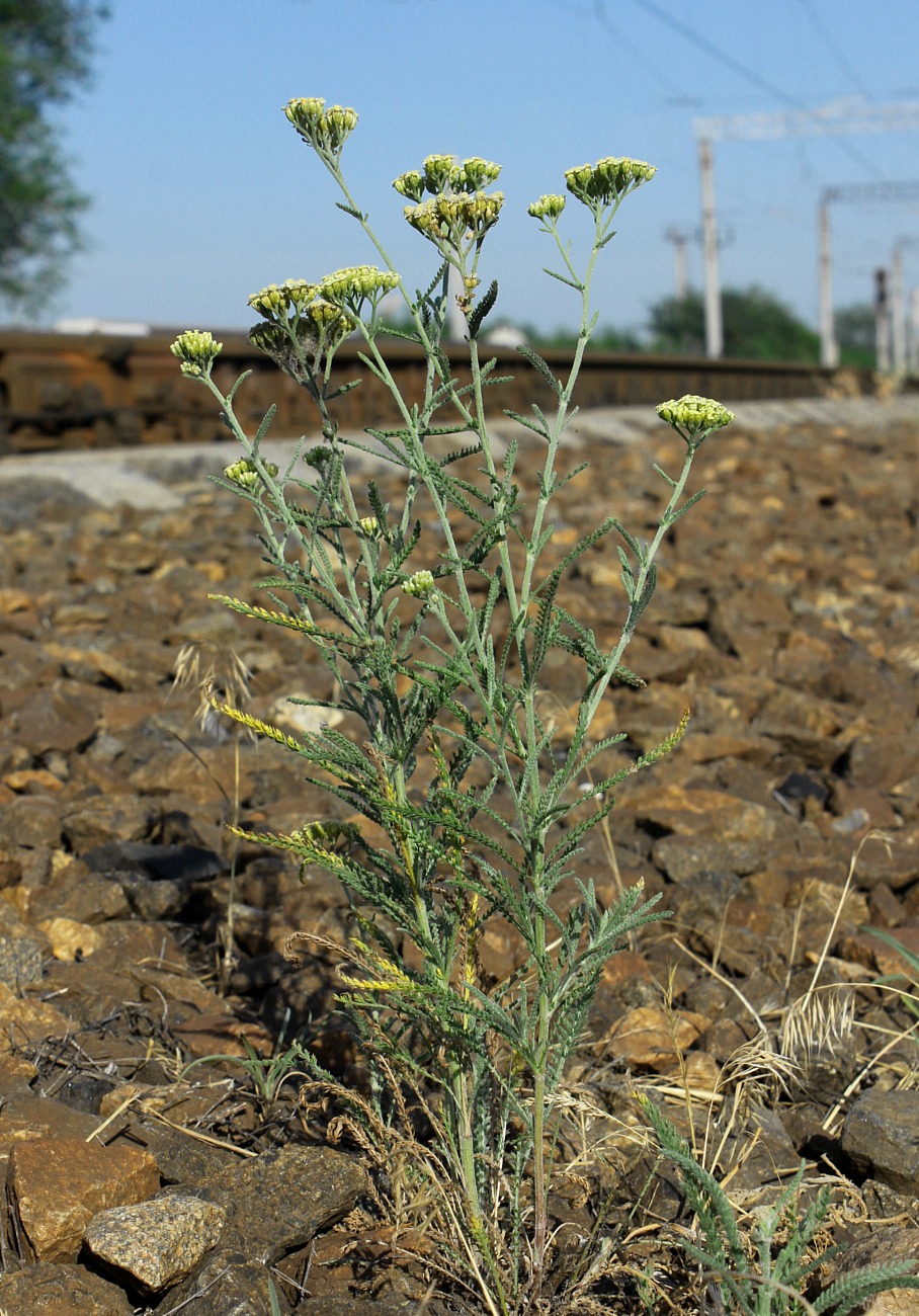 Изображение особи Achillea &times; submicrantha.