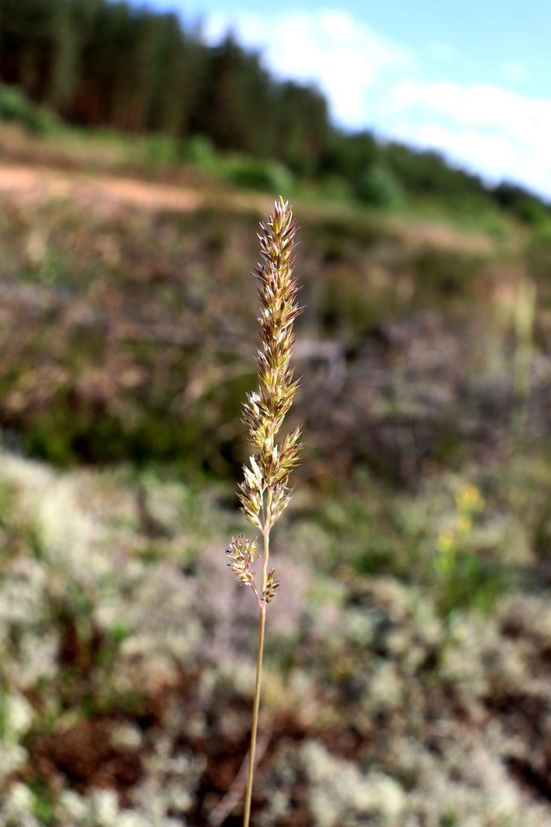 Изображение особи Koeleria glauca.